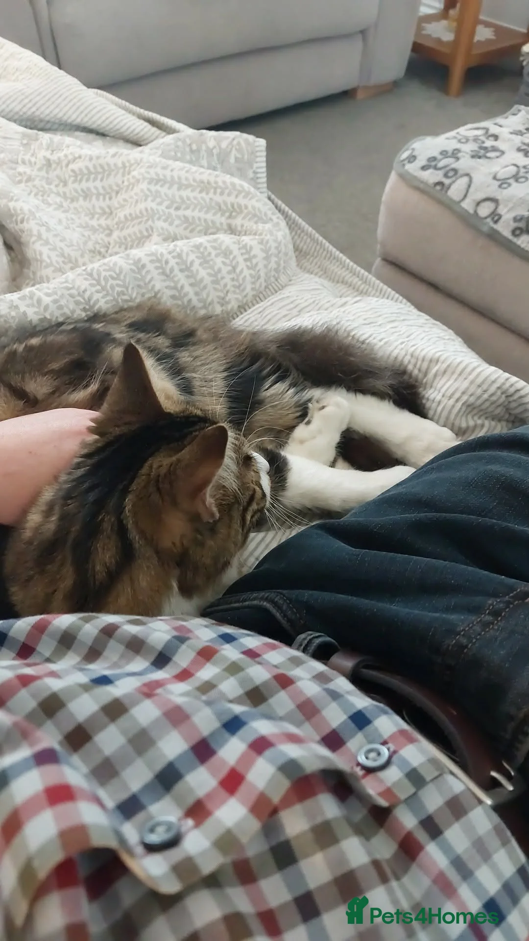 Mixed Breed cats for sale: 1 year old boy/male cat for sale in Norwich - Advert 5