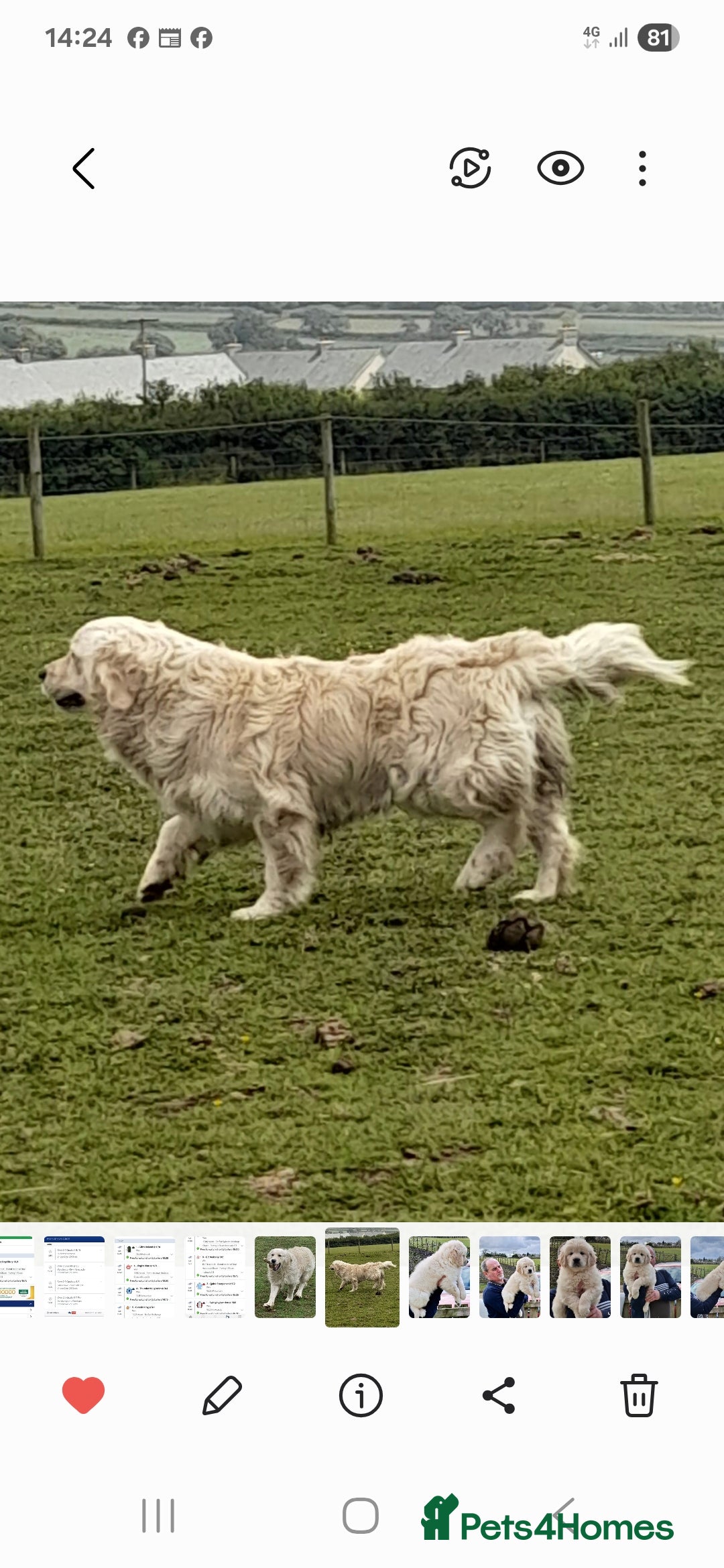 Golden Retriever dogs for sale: Golden Retreiver Puppies  - Image 23