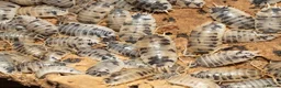 Isopods invertebrates for sale: 200+ Isopods with Complete Exo Terra Terrarium in Doncaster - Advert 2