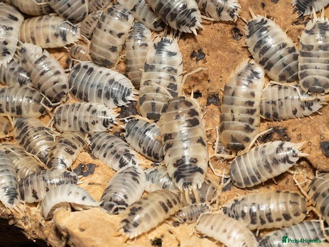 Isopods invertebrates for sale: 200+ Isopods with Complete Exo Terra Terrarium in Doncaster - Advert 2