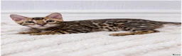 Bengal cats for sale: 🐆Adorable bengal kitten 🐆 - Advert 4