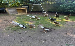 Ducks poultry for sale: Runner Ducks  - Image 7