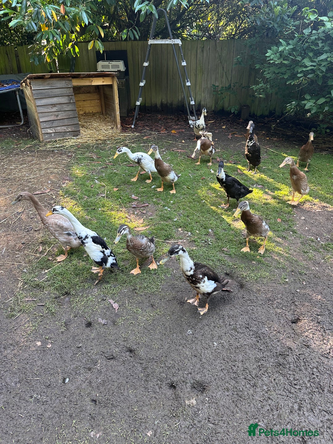 Ducks poultry for sale: Runner Ducks  - Image 7
