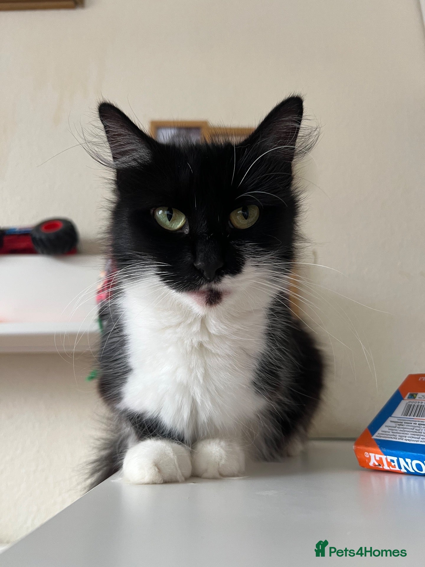 Mixed Breed cats Beautiful kittens are looking for a loving family. - Advert 1