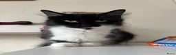 Mixed Breed cats for sale: Beautiful kittens are looking for a loving family. - Advert 1