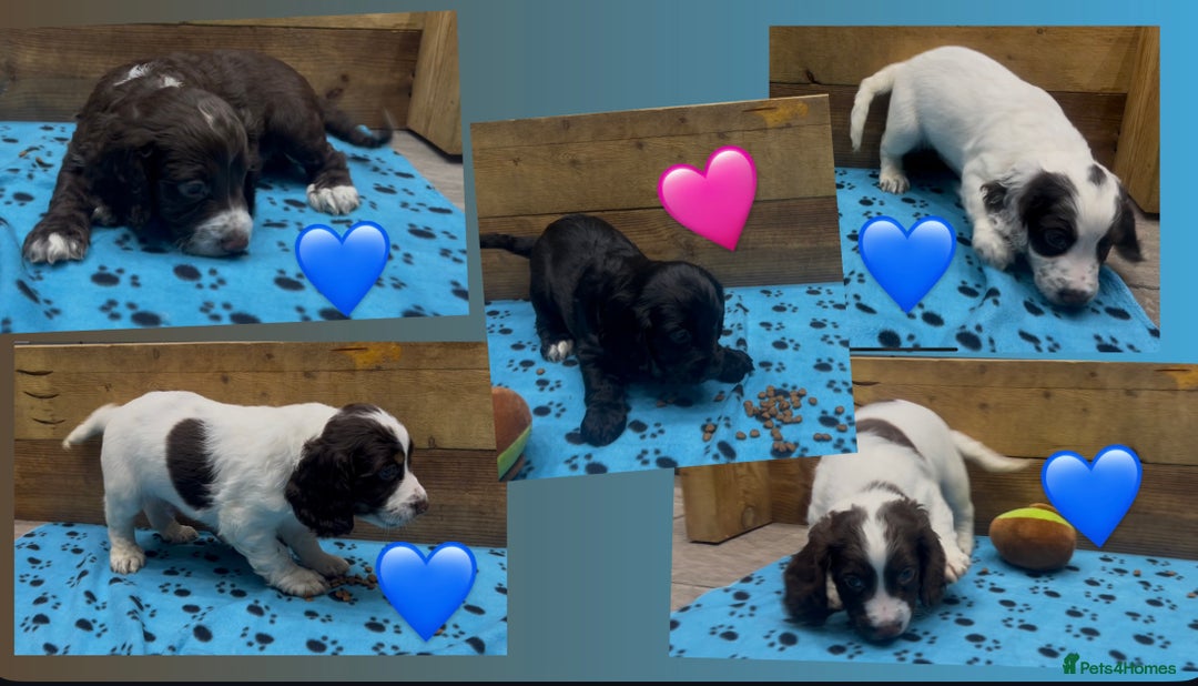 Cocker Spaniel dogs for sale: ✨Beautiful Cocker Spaniel Puppies✨ - Advert 1