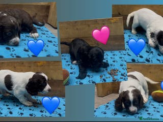 Cocker Spaniel dogs ✨Beautiful Cocker Spaniel Puppies✨ - Advert 6