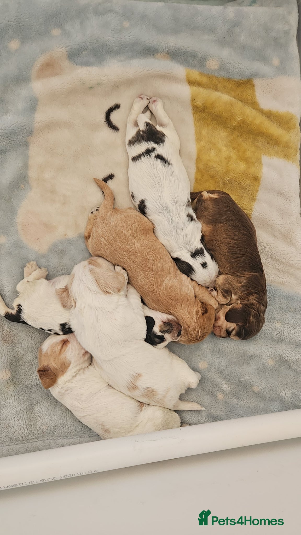 Cocker Spaniel dogs Unbelievable show type cocker spaniel babies  - Advert 7