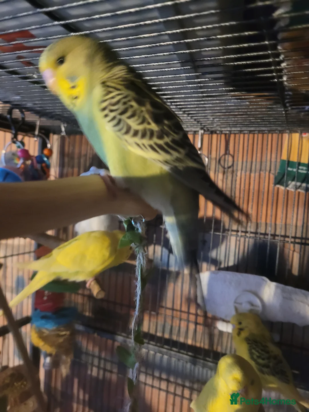Budgerigars birds for sale: Baby Budgies (no offers) - Advert 10