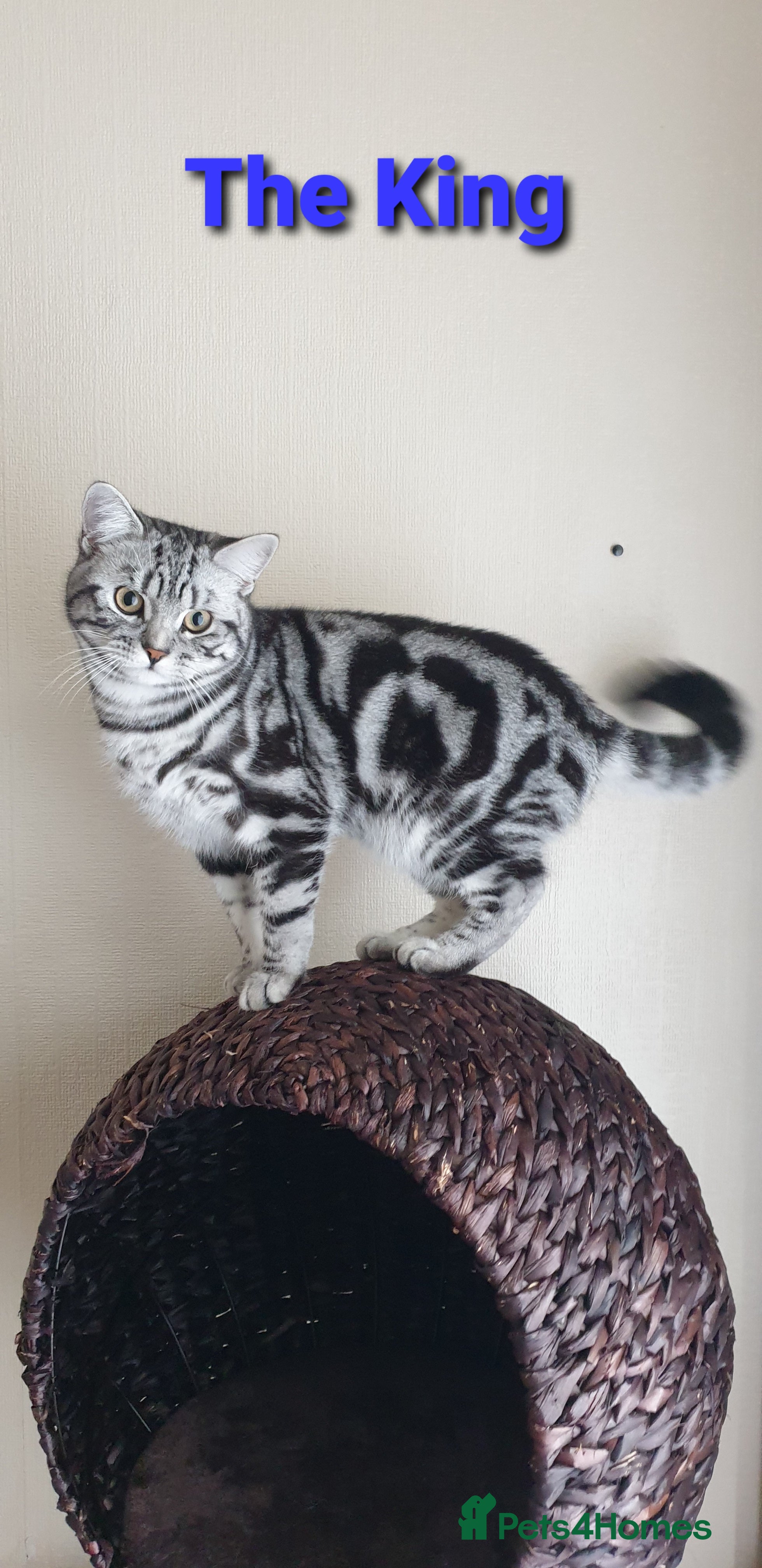 British Shorthair cats BSH Classic Silver Tabby  in Rochester - Advert 15