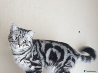 British Shorthair cats in Rochester - Advert 14