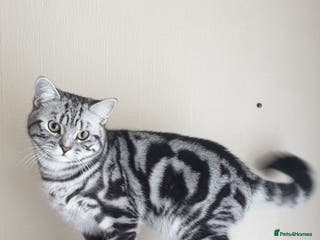 British Shorthair cats BSH Classic Silver Tabby in Rochester - Advert 8