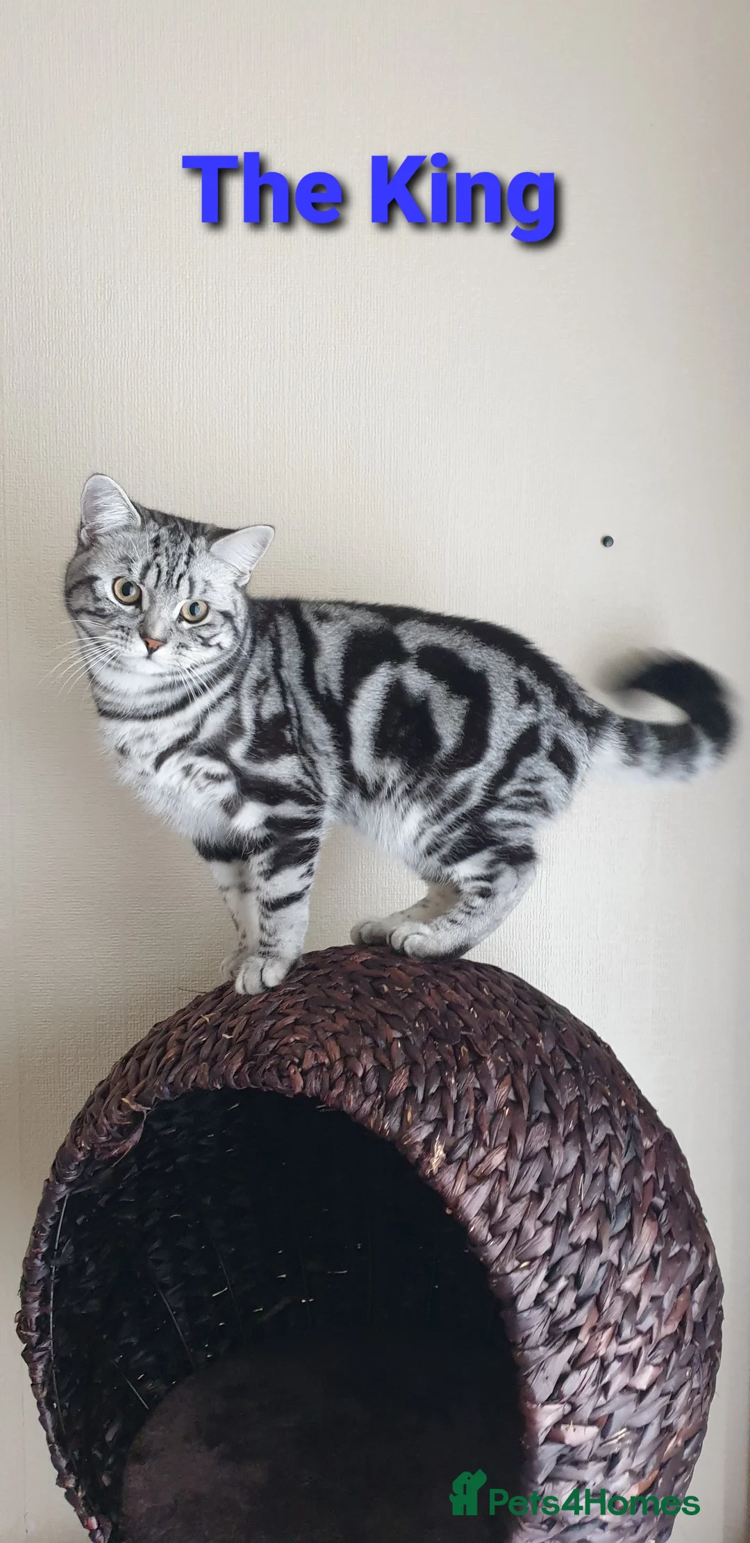 British Shorthair cats for stud: BSH Classic Silver Tabby  in Rochester - Advert 1