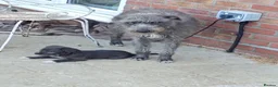 Lurcher dogs for sale: Bedlington lurcher dog - Advert 1