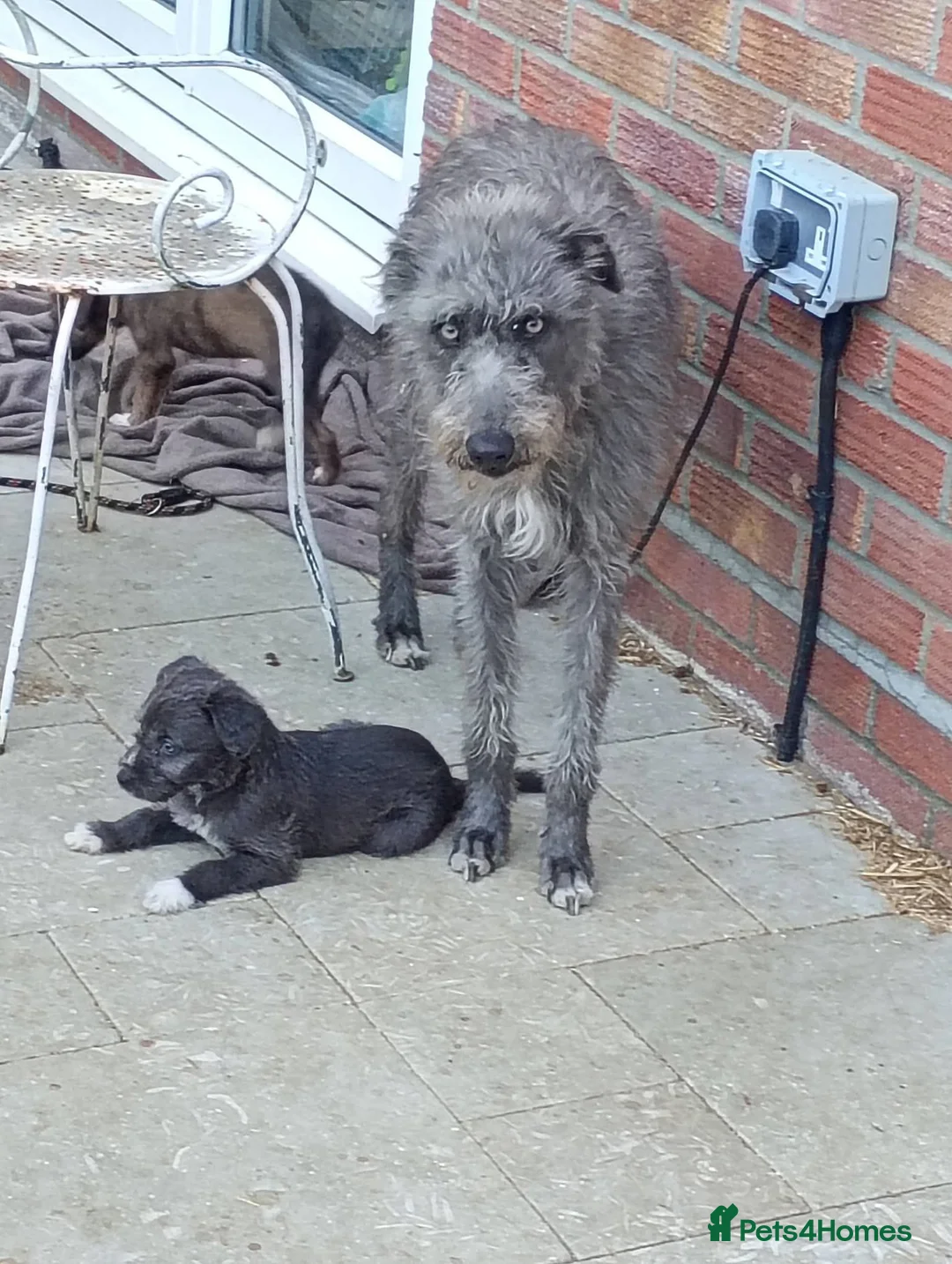 Lurcher dogs for sale: Bedlington lurcher dog - Advert 1