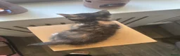 Mixed Breed cats for sale: Kittens available now  - Advert 11