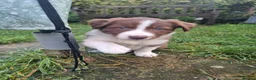 Border Collie dogs for sale: Red and white Tri colour puppies - Advert 3