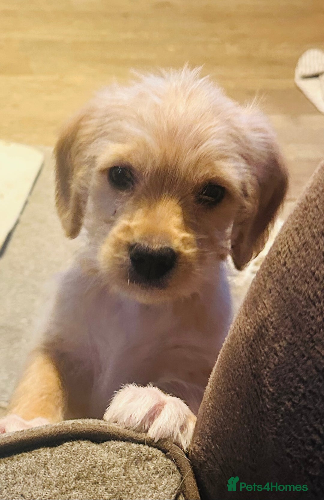 Mixed Breed dogs for sale: Beautiful Beagle X Cavapoo Puppies.  - Advert 22