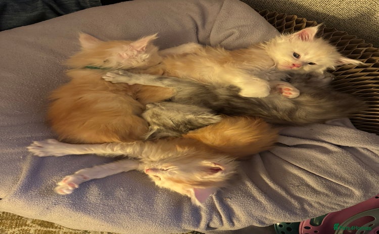 Maine Coon cats - Advert 3
