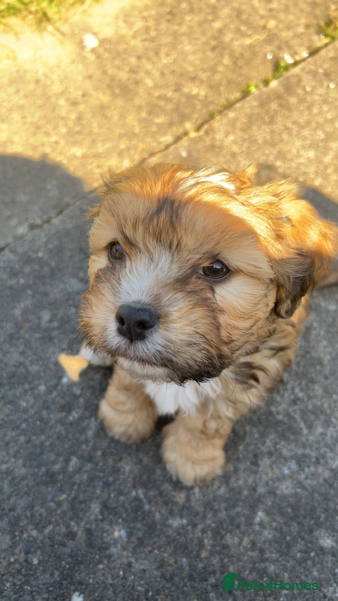 Mixed Breed dogs Cocker spaniel cross puppies - Advert 6