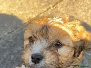 Mixed Breed dogs Cocker spaniel cross puppies - Advert 6