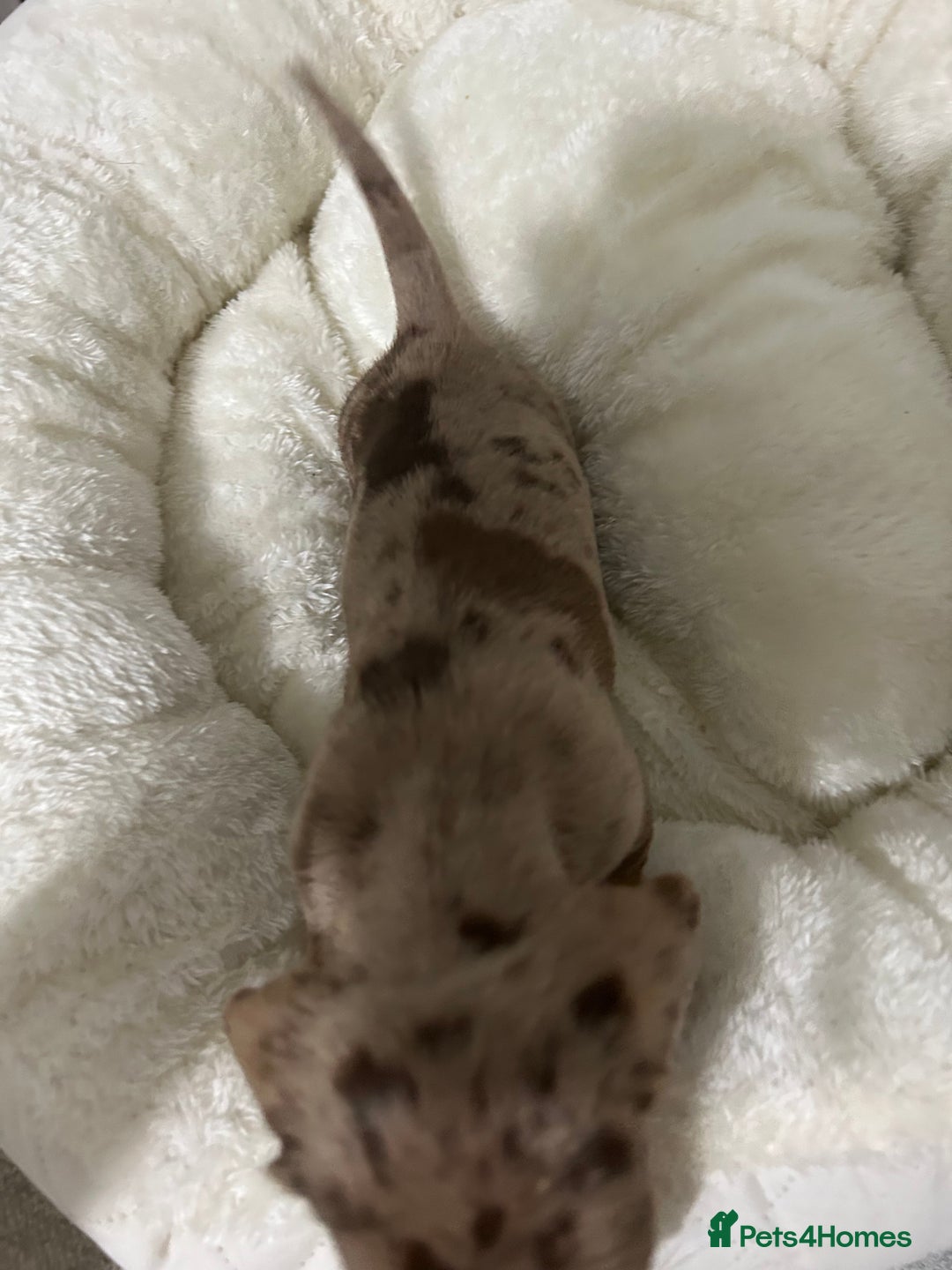 Miniature Dachshund dogs for sale: Multi coloured litter - Image 19