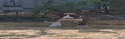 English Bull Terrier dogs for sale: Pick of the litter available  in Slough - Advert 4