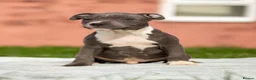 Staffordshire Bull Terrier dogs for sale: Top quality pedigree staff puppies  - Advert 19