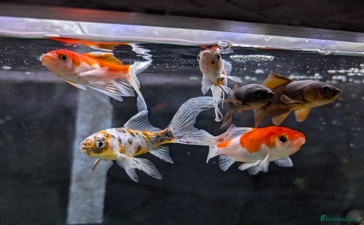 Goldfish fish - Advert 1