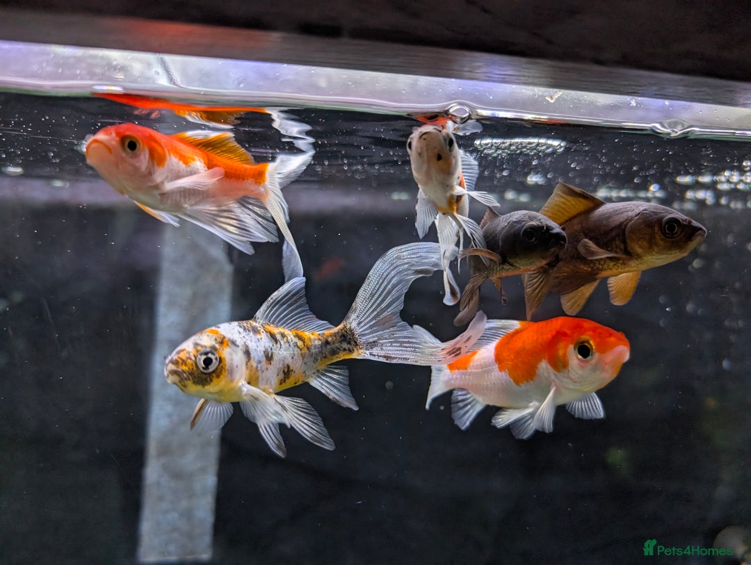 Goldfish fish for sale: 6 goldfish all healthy.  - Image 1