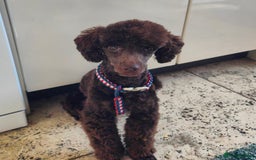 Toy Poodle dogs for stud: Toy poodles for stud - Image 9