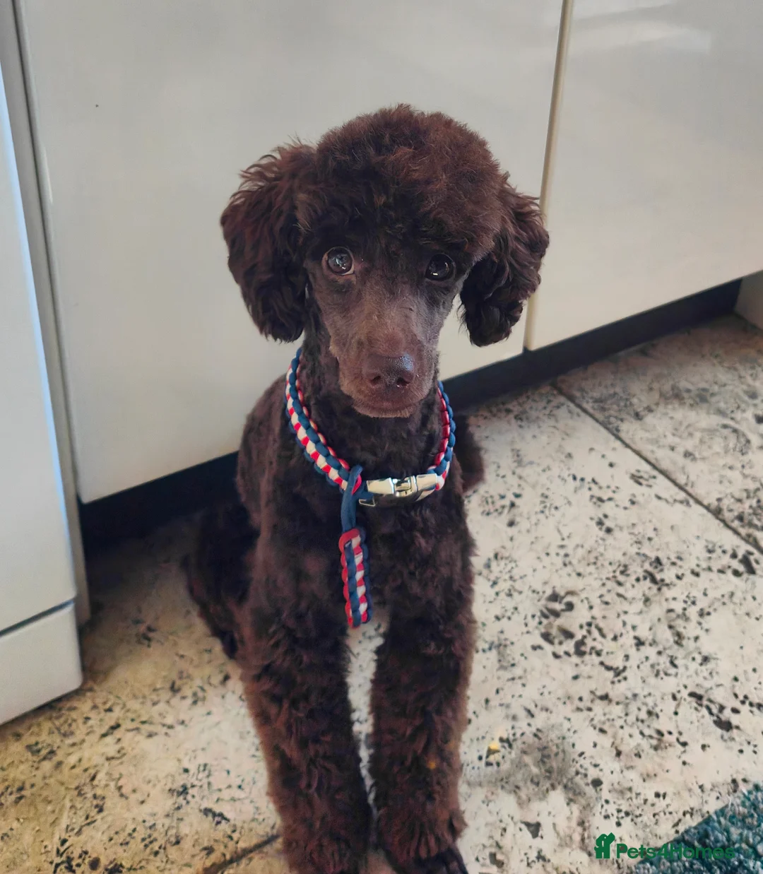 Toy Poodle dogs for stud: Toy poodles for stud - Advert 11