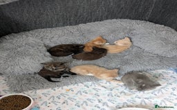 Mixed Breed cats for sale: Siamese/ragdoll/Scottish fold  - Image 8