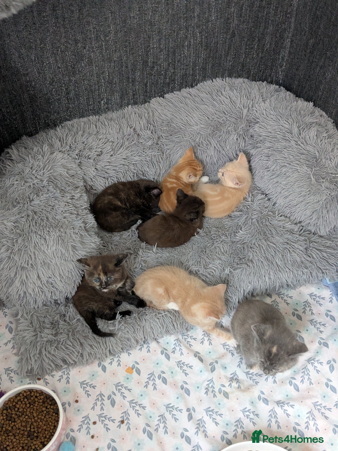 Mixed Breed cats for sale: Siamese/ragdoll/Scottish fold  - Image 8