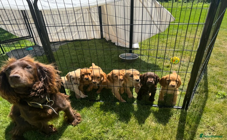 Cocker Spaniel dogs - Advert 13
