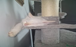 Ragdoll cats for sale: Beautiful Ragdoll Kitten  - Image 7