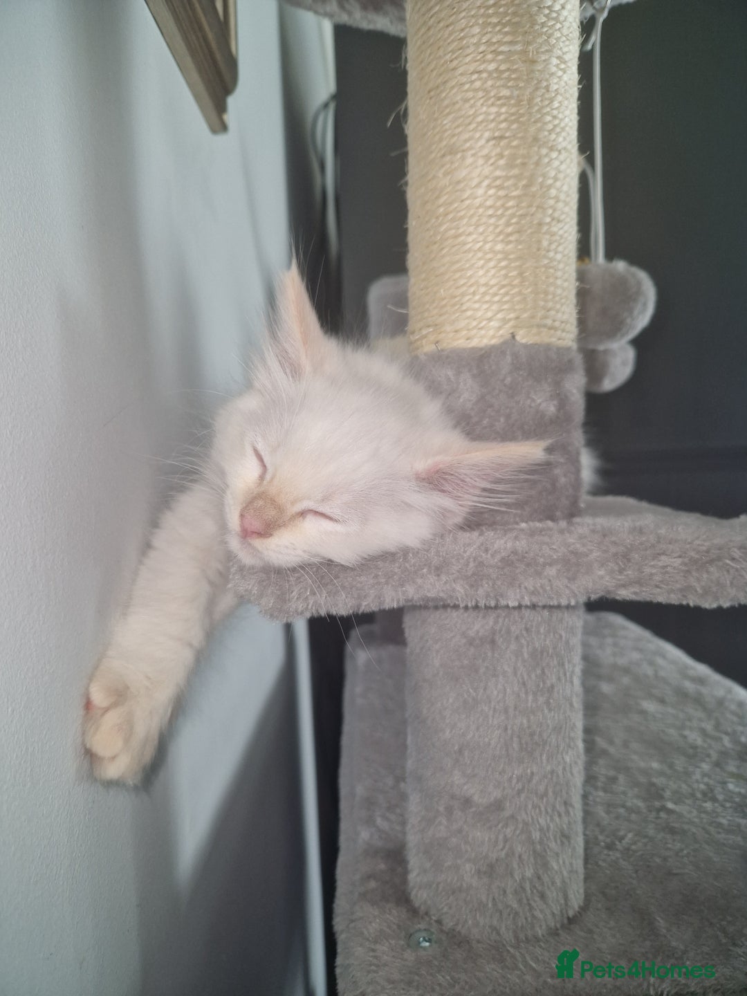 Ragdoll cats for sale: Beautiful Ragdoll Kitten  - Image 7