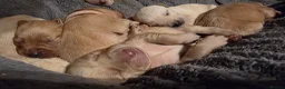 Labrador Retriever dogs for sale: Stunning labrador pups  in Spalding - Advert 2