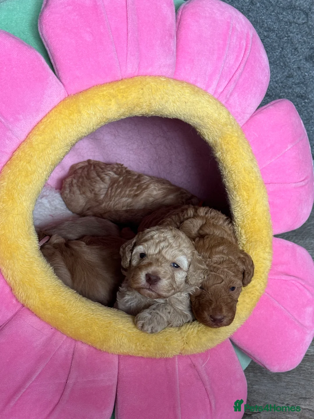 Cockapoo dogs for sale: 5 Toy Cockapoo Puppies Ready 18th June.  - Advert 1