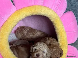 Cockapoo dogs 5 Toy Cockapoo Puppies Ready 18th June. - Advert 2