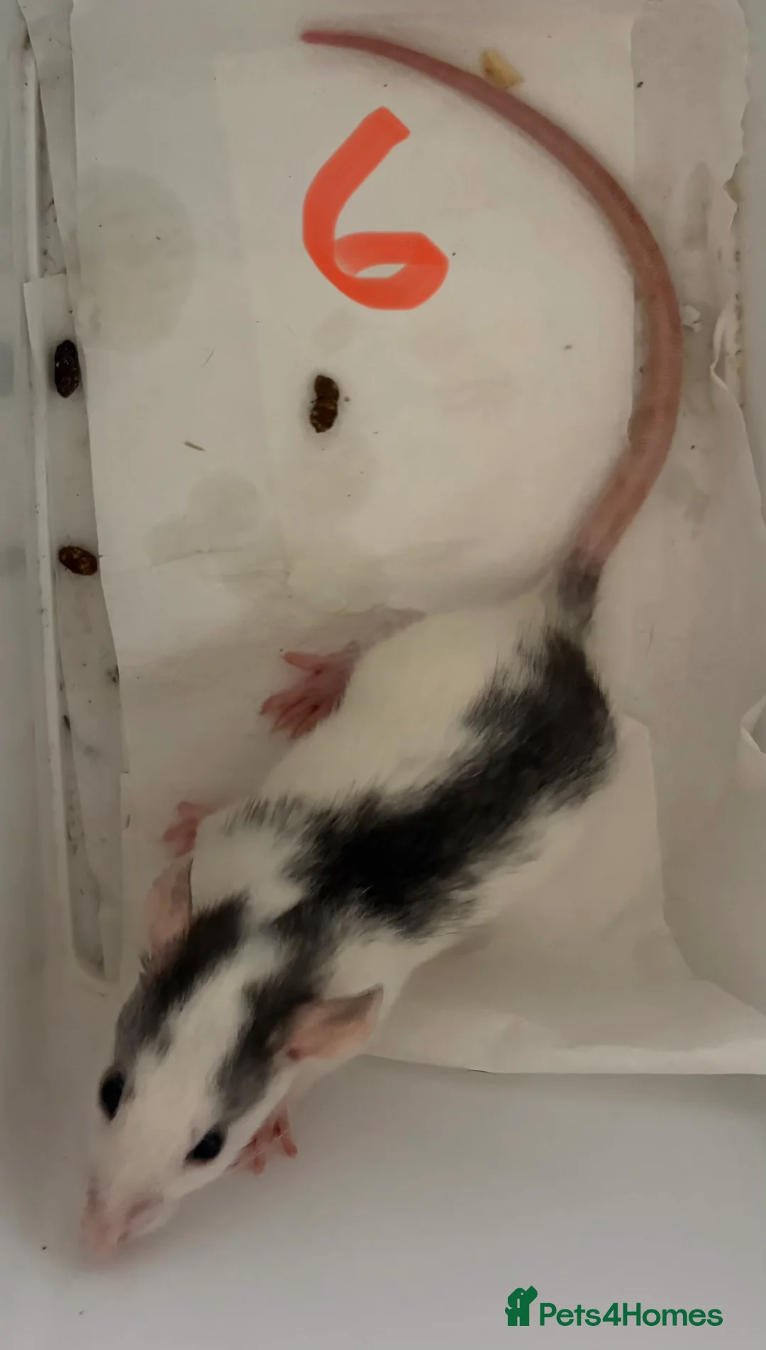 Rat rodents for sale: BABY RAT GIRLS   . Beautiful tame babies  - Advert 7