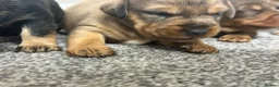 Mixed Breed dogs for sale: Miniature schnoxie/schnauzund puppy’s  - Advert 15
