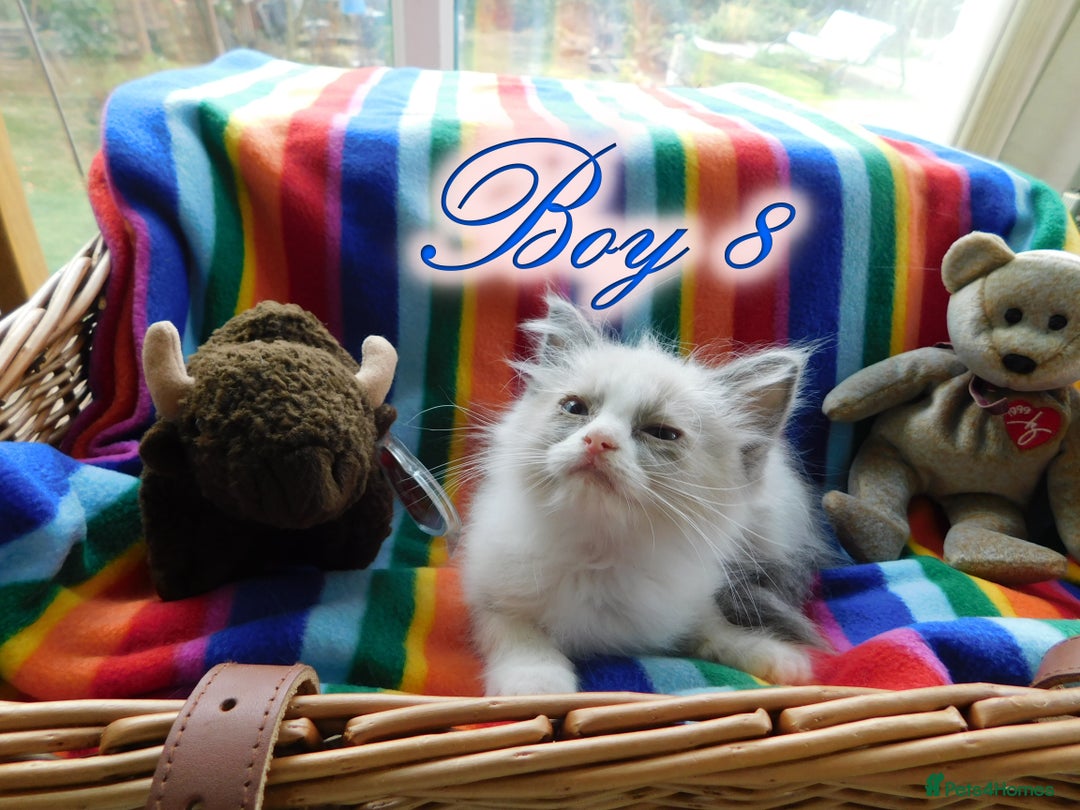 Ragdoll cats for sale: Stunning Ragdoll Kittens.... READY NOW - Image 18