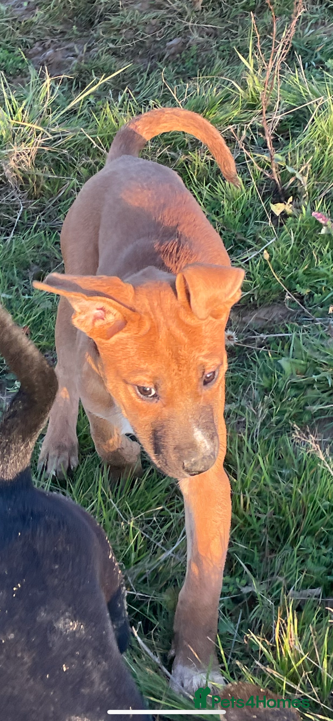 Mixed Breed dogs Male Bull Herder puppy - Advert 5