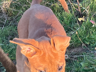 Mixed Breed dogs Male Bull Herder puppy - Advert 17