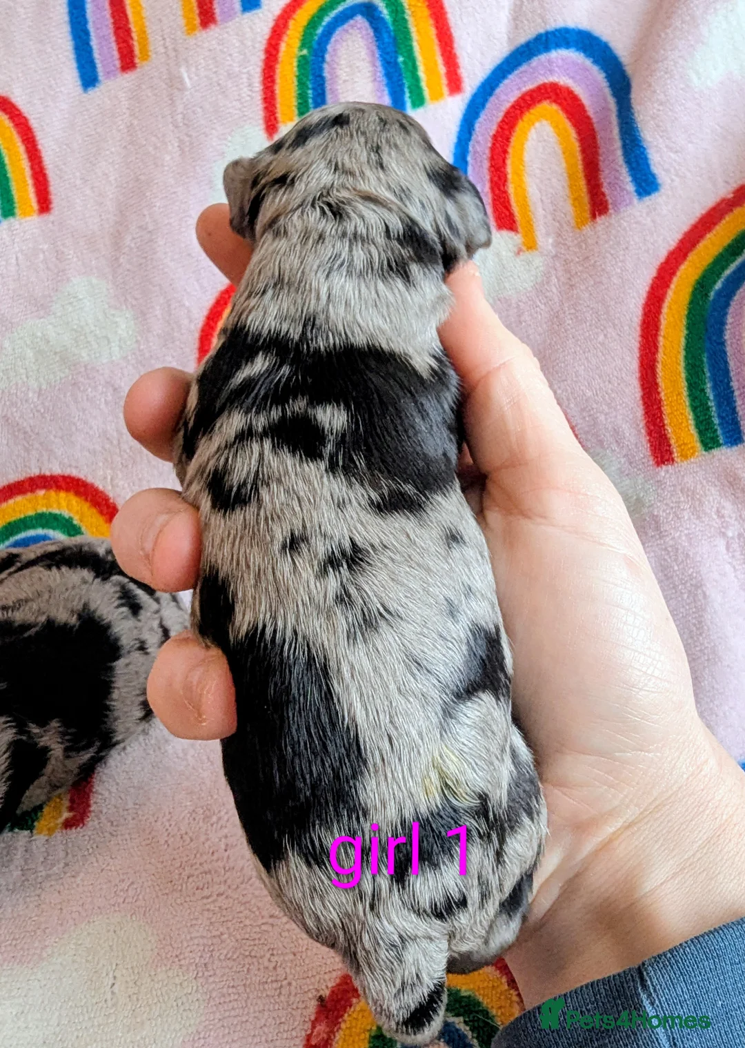 Cavapoo dogs for sale: DNA health tested Merle Cavapoos - Advert 9