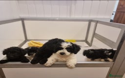 Cockapoo dogs for sale: Best Friend Sofa Companions 🥰 Fully vaccinated  - Image 3