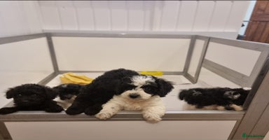 Cockapoo dogs - Advert 2