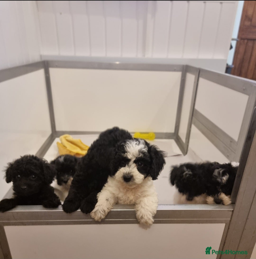 Cockapoo dogs for sale: Best Friend Sofa Companions 🥰 Fully vaccinated  - Image 3