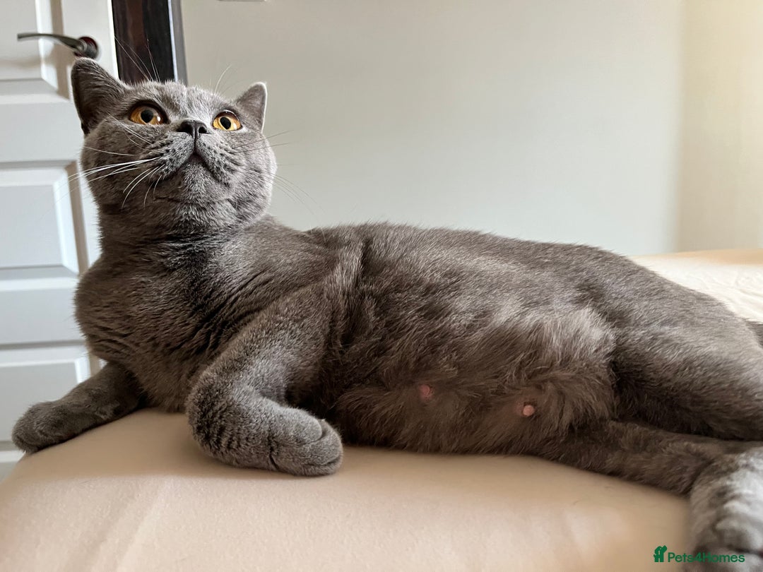 British Shorthair cats for sale: Kind Souls Fluffy Coats British Shorthair Kittens - Image 22